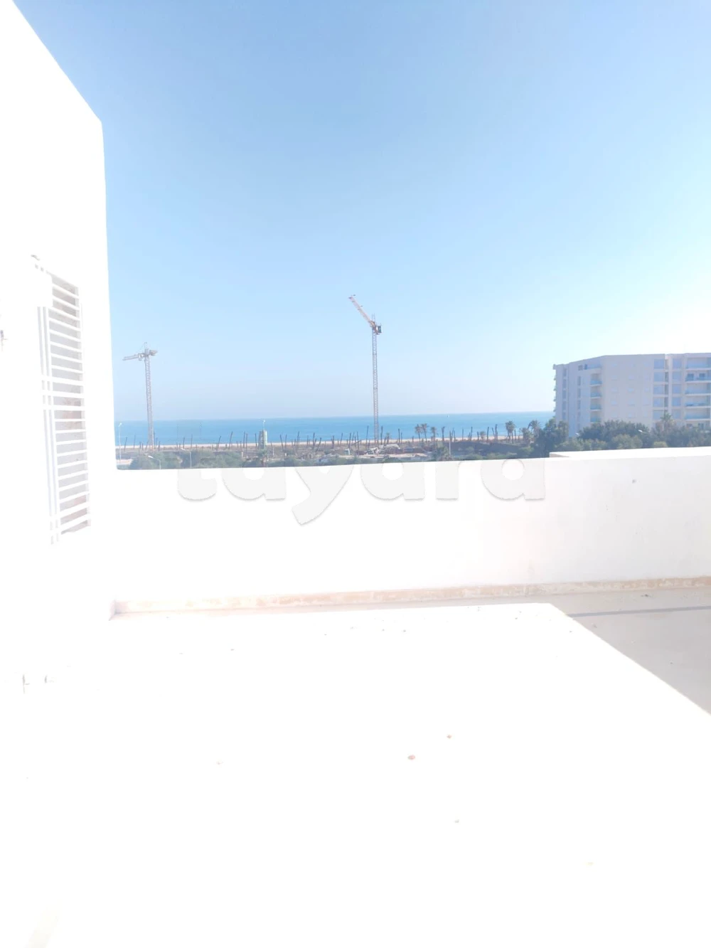 Apparemment flamant rose raoued plage