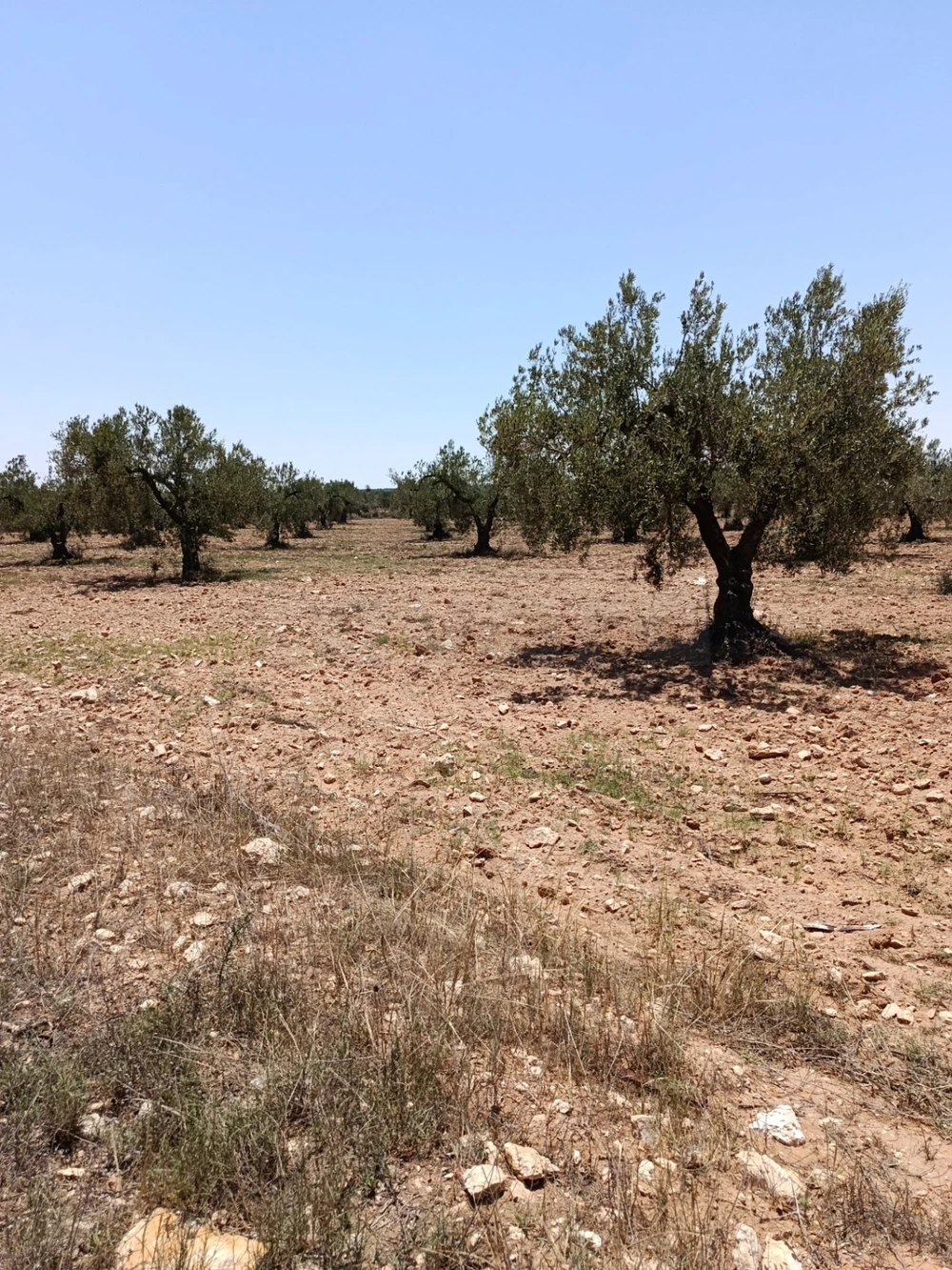 Terrain agricole a hania kalaa kebira
