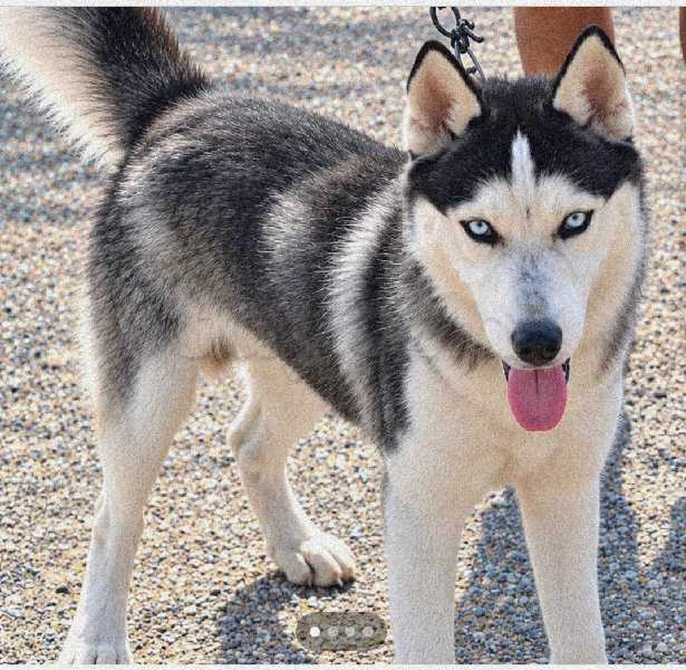 Husky