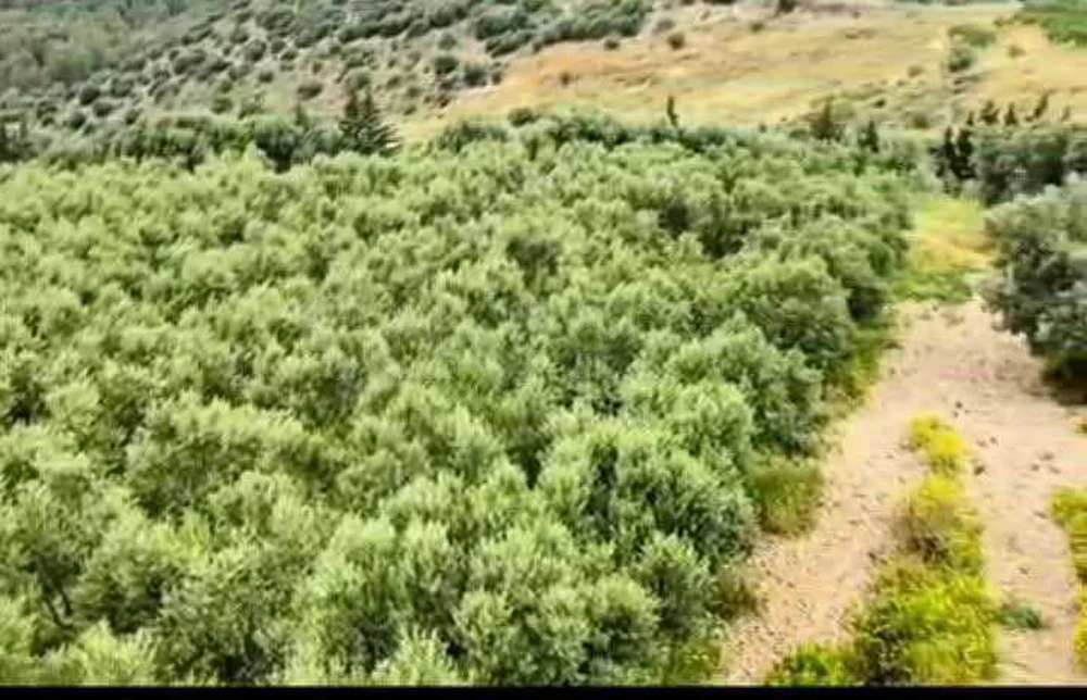 أرض فلاحية في ماطر للبيع