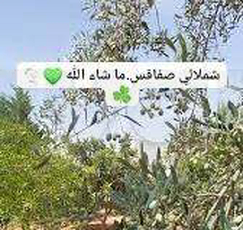 326 زيتونة شملالي للبيع