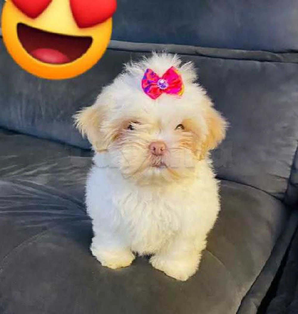 bichon chien de poche nain âge 2