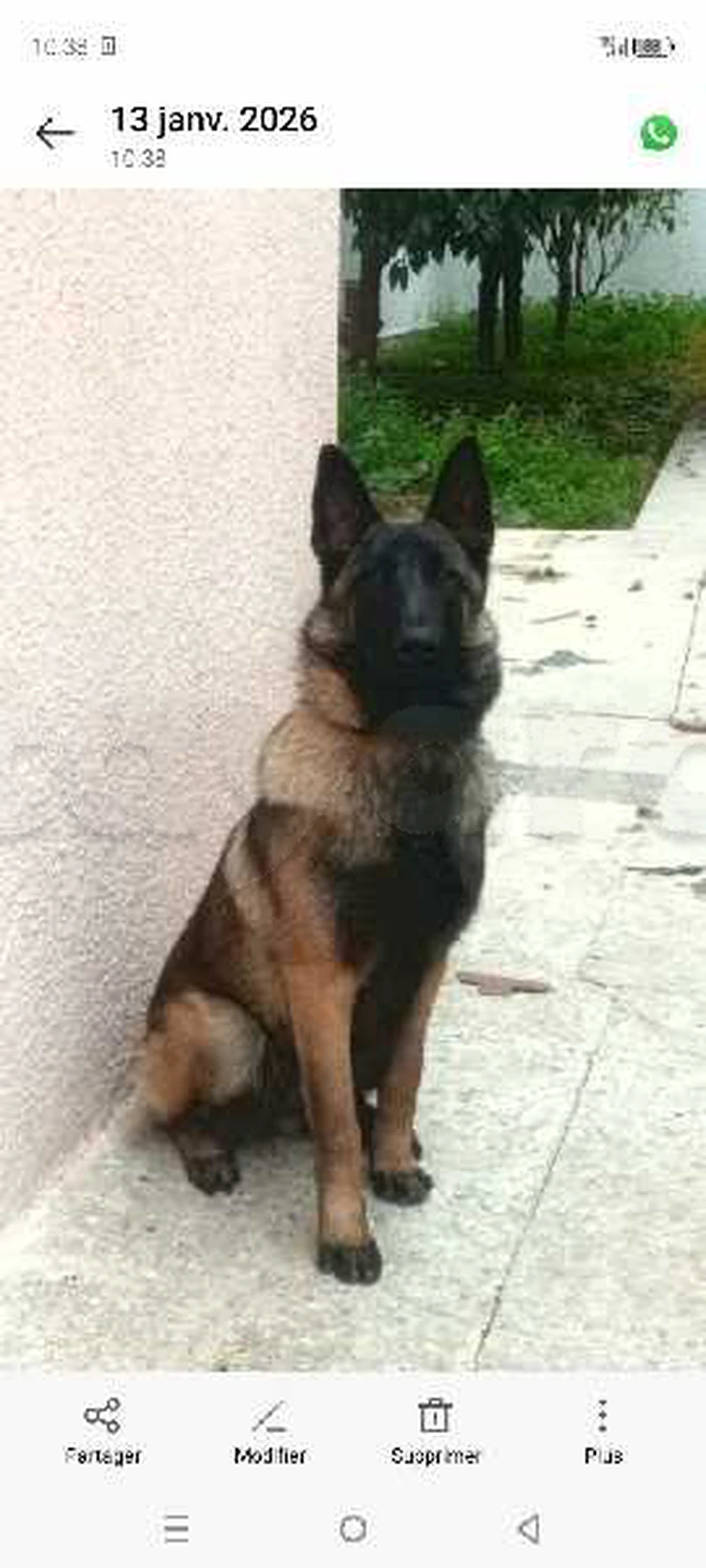 chienne malinois