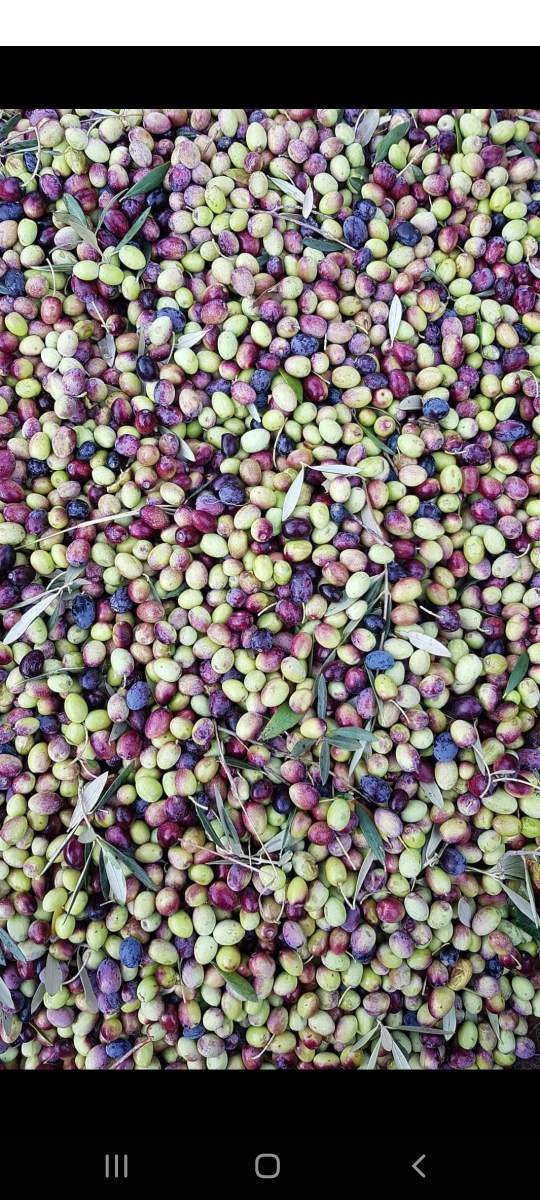 huile d'olive Extra Vierge