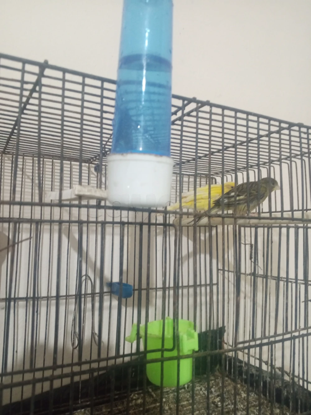 Oiseaux
