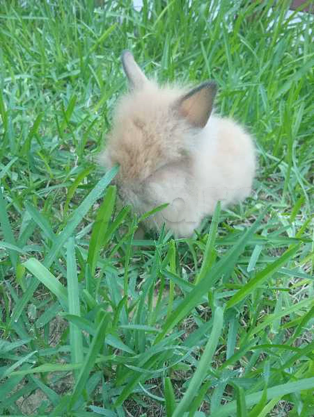 Lapin Tete de Lion 40dt-Rades