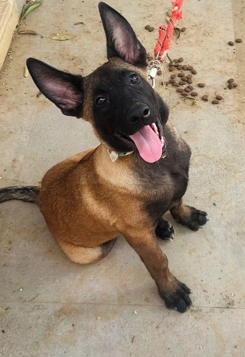 Un malinois de 5 mois 😍