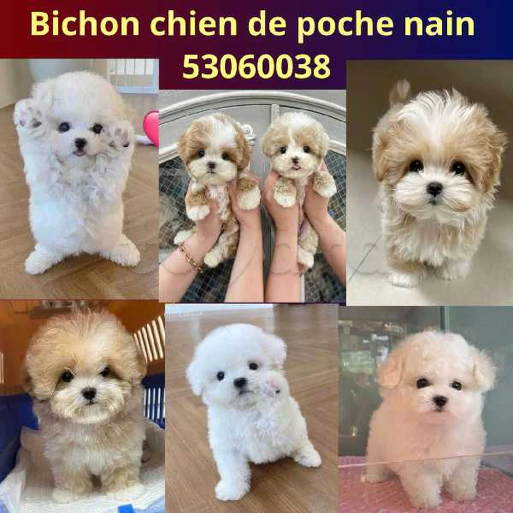 Bichon chien de poche nain âge 2 mois 53060038